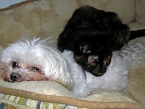 A borwn and black cat naps while draped over a little white dog